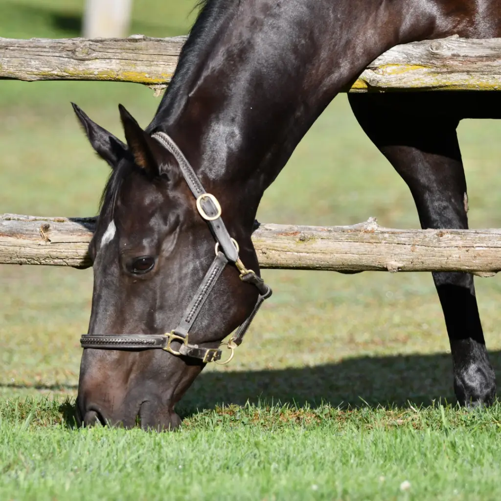 The Grass Isn't Always Greener